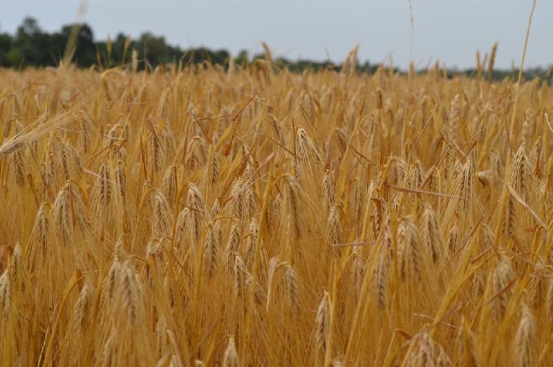 В Краснодарском крае к уборке зерна приступили 15 муниципалитетов