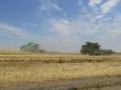 К уборке пшеницы приступили практически все хозяйства района