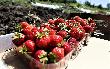 С начала 2022 года в Краснодарском крае собрали более 2 тысяч тонн фруктов и ягод