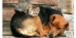 Вниманию владельцев домашних животных – жителей Курганинского района!