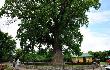 Пять старовозрастных деревьев на Кубани в рамках всероссийской программы получили статус памятников природы