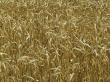 В хозяйствах района завершается уборка пшеницы